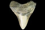 Fossil Megalodon Tooth - North Carolina #99334-1